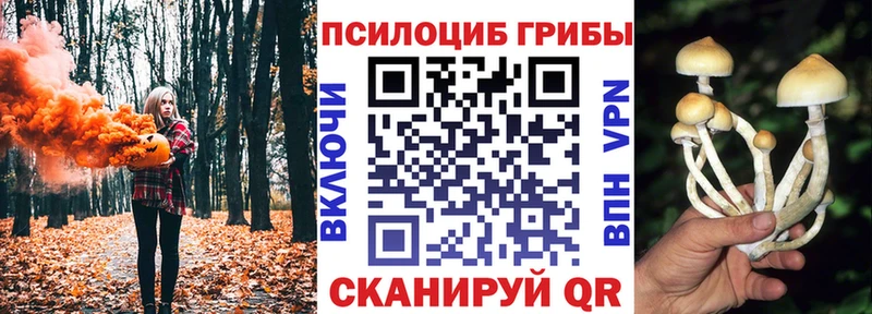 Галлюциногенные грибы Psilocybine cubensis  Костерёво 